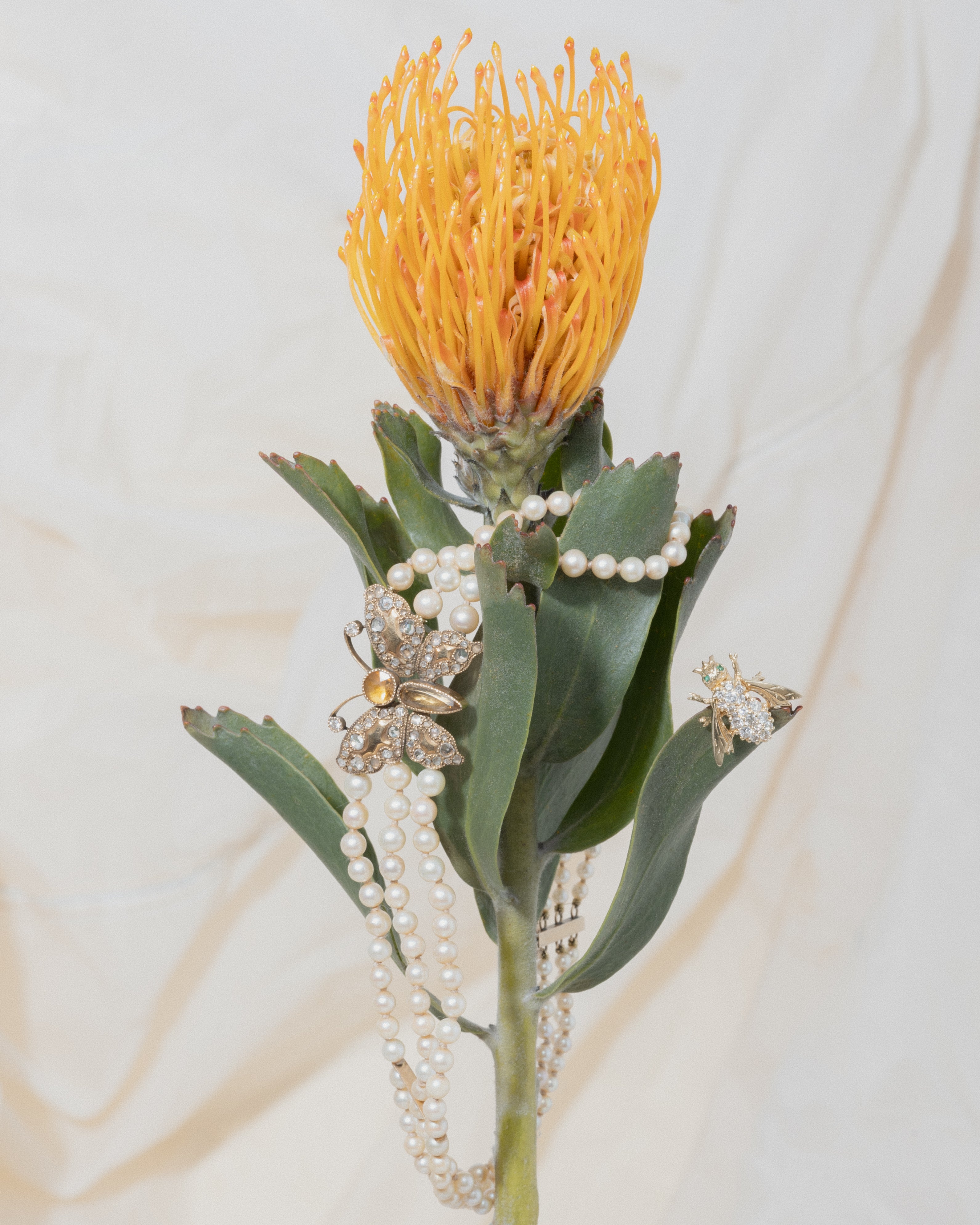 Close-up of a vibrant yellow pincushion protea flower adorned with vintage pearl necklace with butterfly pendant, and bee brooch. Floral jewelry styling highlights sustainable, one-of-a-kind pieces for Our Community, Our Pride jewelry collection